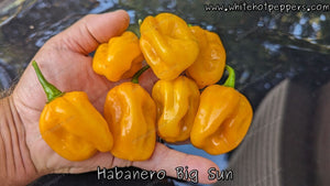 Habanero Big Sun - Pepper Seeds - White Hot Peppers