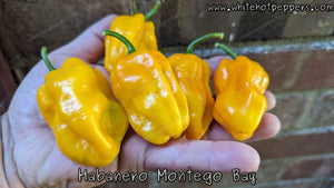 Habanero Montego Bay - Pepper Seeds - White Hot Peppers