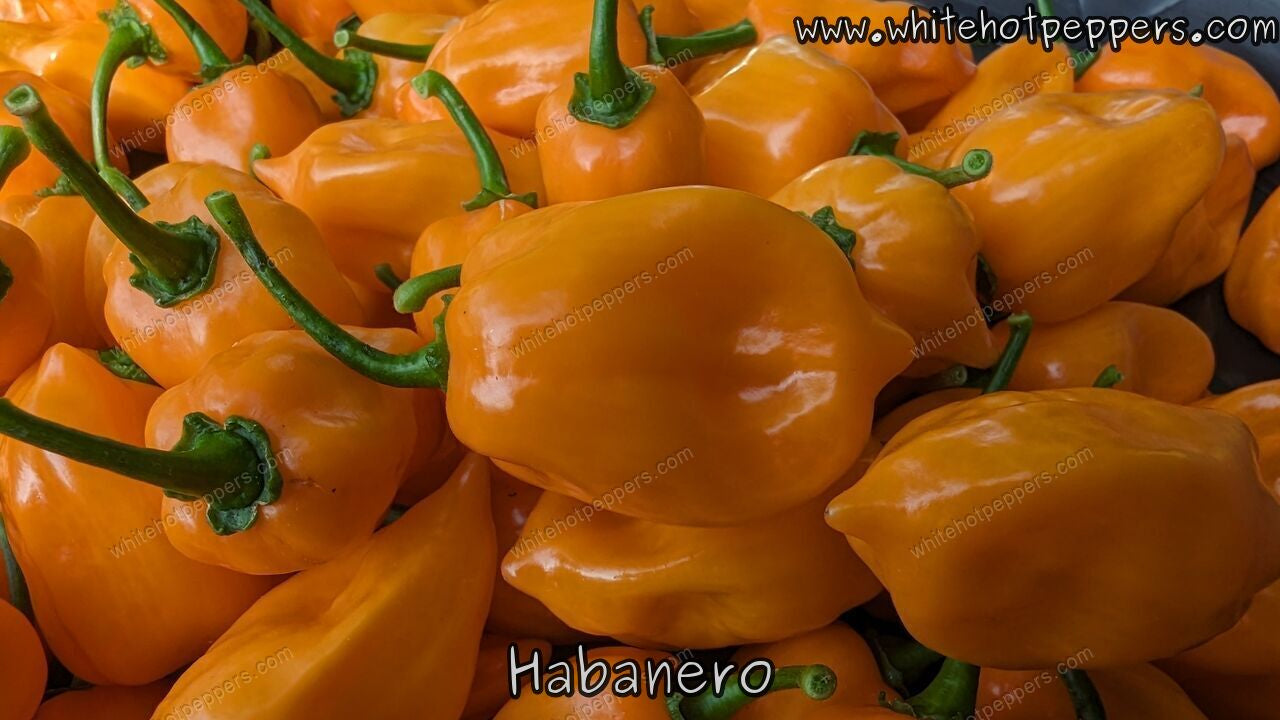 Habanero - Pepper Seeds - White Hot Peppers