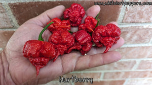 Hurt Berry - Pepper Seeds - White Hot Peppers