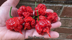 Hurt Berry - Pepper Seeds - White Hot Peppers