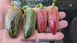 Jalapeño Chichimeca - Pepper Seeds - White Hot Peppers
