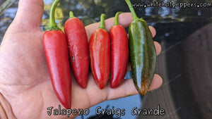 Jalapeño Craig’s Grande - Pepper Seeds - White Hot Peppers