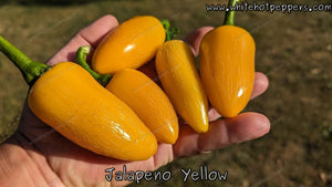 Jalapeño Yellow - Pepper Seeds - White Hot Peppers