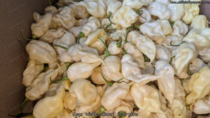 Jay's White Ghost Scorpion - Pepper Seeds - White Hot Peppers