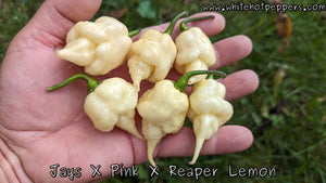 Jay's x Pink x Reaper Lemon - Pepper Seeds - White Hot Peppers