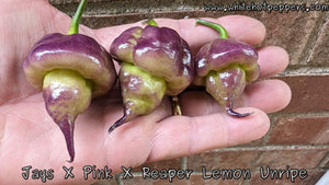 Jay's x Pink x Reaper Lemon - Pepper Seeds - White Hot Peppers