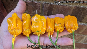 Lucifer's Lemons - Pepper Seeds - White Hot Peppers