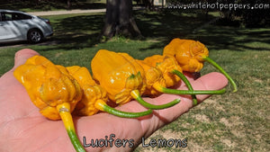 Lucifer's Lemons - Pepper Seeds - White Hot Peppers