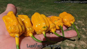 Lucifer's Lemons - Pepper Seeds - White Hot Peppers