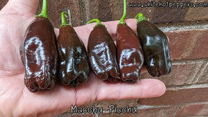 Machu Picchu - Pepper Seeds - White Hot Peppers