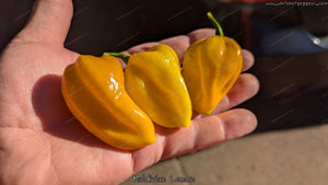 Maldivian Lemon - Pepper Seeds - White Hot Peppers