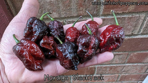 Moruga Blackjack - Pepper Seeds - White Hot Peppers