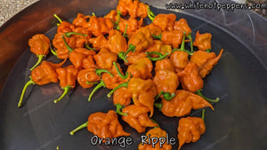 Orange Ripple - Pepper Seeds - White Hot Peppers