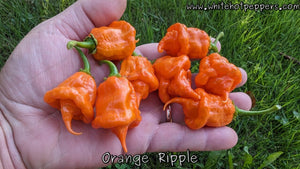 Orange Ripple - Pepper Seeds - White Hot Peppers