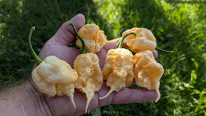 Peach Miasma - Pepper Seeds - White Hot Peppers