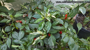 Pickle's Blood - Pepper Seeds - White Hot Peppers