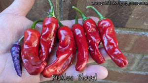 Pickle's Blood - Pepper Seeds - White Hot Peppers