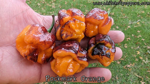 Pockmark Orange - Pepper Seeds - White Hot Peppers