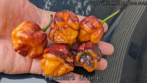 Pockmark Orange - Pepper Seeds - White Hot Peppers