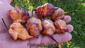 Pockmark Peach - Pepper Seeds - White Hot Peppers