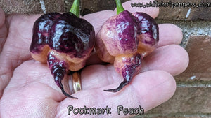 Pockmark Peach - Pepper Seeds - White Hot Peppers