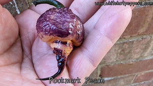 Pockmark Peach - Pepper Seeds - White Hot Peppers