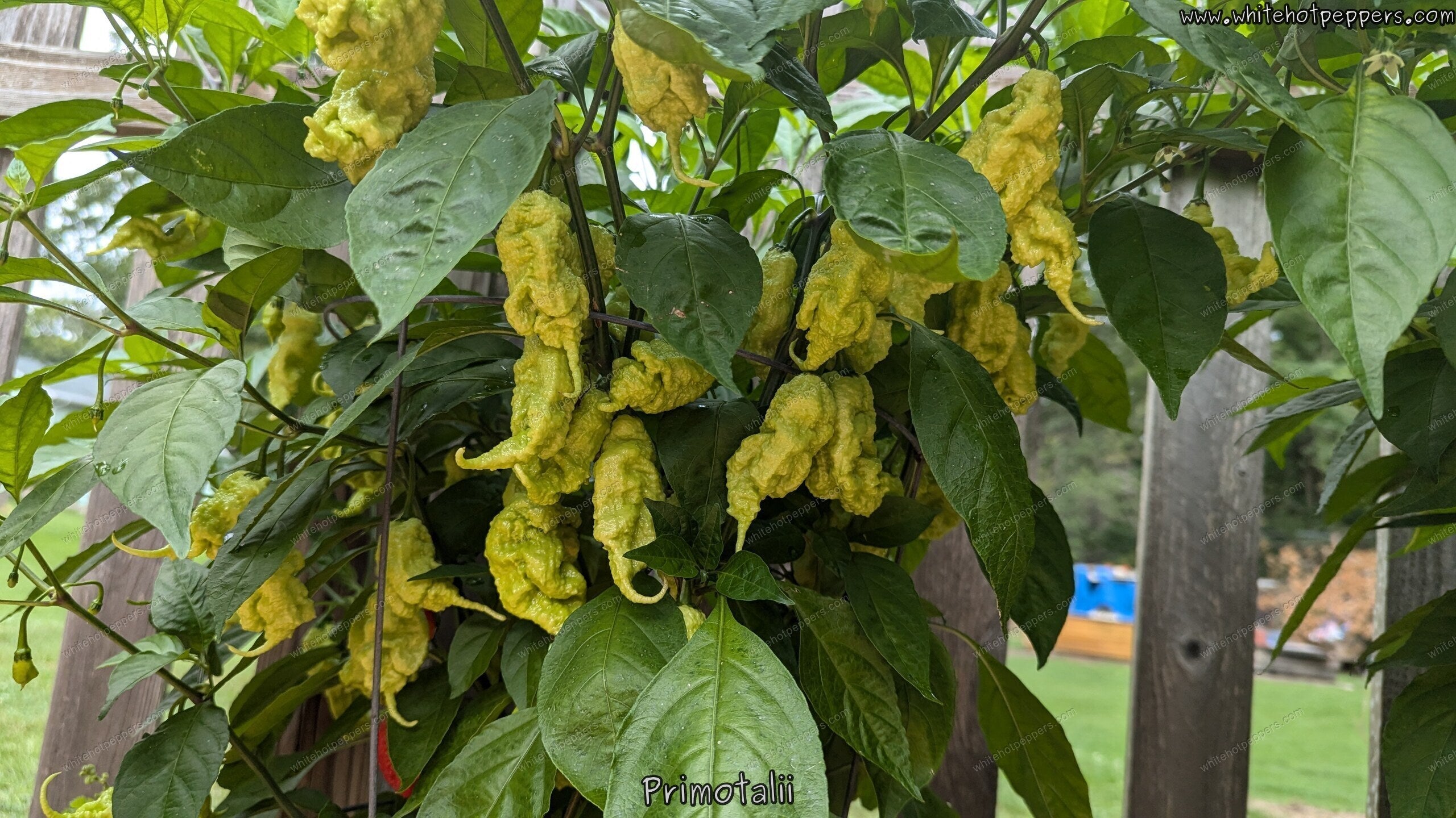 Primotalii - Pepper Seeds - White Hot Peppers