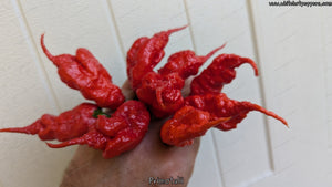 Primotalii - Pepper Seeds - White Hot Peppers