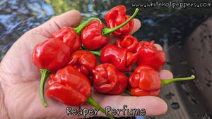 Fadda's Reaper Perfume - Pepper Seeds - White Hot Peppers