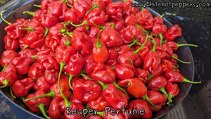 Fadda's Reaper Perfume - Pepper Seeds - White Hot Peppers