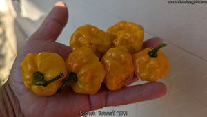 Scotch Bonnet TFM - Pepper Seeds - White Hot Peppers