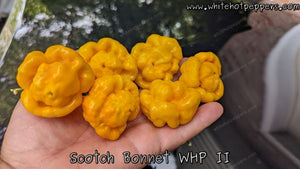 Scotch Bonnet WHP II - Pepper Seeds - White Hot Peppers