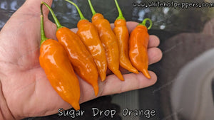 Sugar Drop Orange - Pepper Seeds - White Hot Peppers