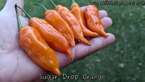 Sugar Drop Orange - Pepper Seeds - White Hot Peppers