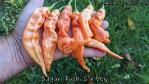 Sugar Rush Stripey - Pepper Seeds - White Hot Peppers