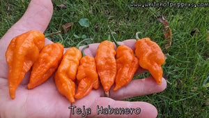 Teja Habanero - Pepper Seeds - White Hot Peppers