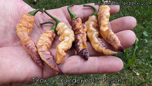 Thor's Thunderbolt Peach - Pepper Seeds - White Hot Peppers