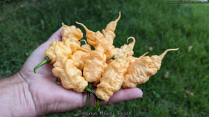 Tiberius Mauler Peach - Pepper Seeds - White Hot Peppers