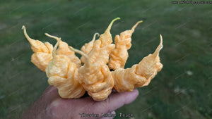 Tiberius Mauler Peach - Pepper Seeds - White Hot Peppers