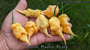 Tiberius Mauler Peach - Pepper Seeds - White Hot Peppers