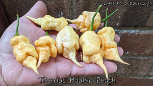 Tiberius Mauler Peach - Pepper Seeds - White Hot Peppers