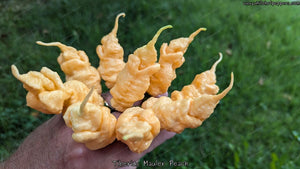 Tiberius Mauler Peach - Pepper Seeds - White Hot Peppers