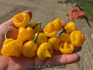 Trinidad Perfume - Pepper Seeds - White Hot Peppers