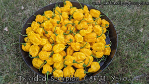 Trinidad Scorpion CARDI Yellow - Pepper Seeds - White Hot Peppers