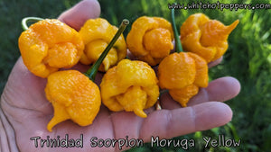 Trinidad Scorpion Moruga Yellow - Pepper Seeds - White Hot Peppers