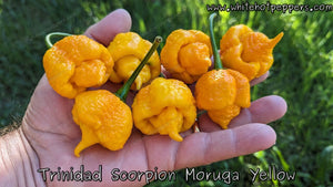 Trinidad Scorpion Moruga Yellow - Pepper Seeds - White Hot Peppers