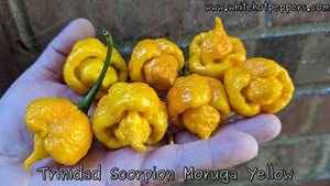 Trinidad Scorpion Moruga Yellow - Pepper Seeds - White Hot Peppers