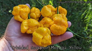 Trinidad Scorpion Moruga Yellow - Pepper Seeds - White Hot Peppers