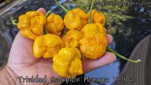 Trinidad Scorpion Moruga Yellow - Pepper Seeds - White Hot Peppers